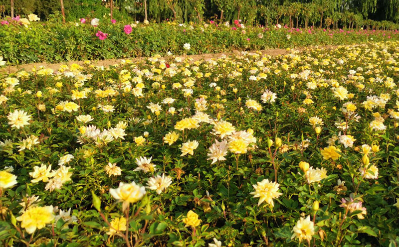 黄秦州月季花展示