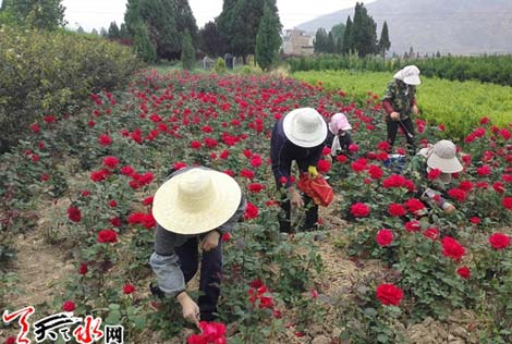 甘谷：两代人的“秦州月季梦”